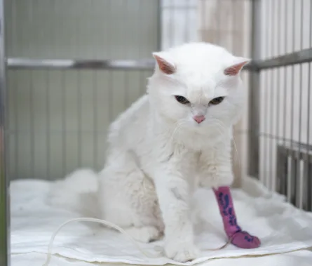 cat hospital near me