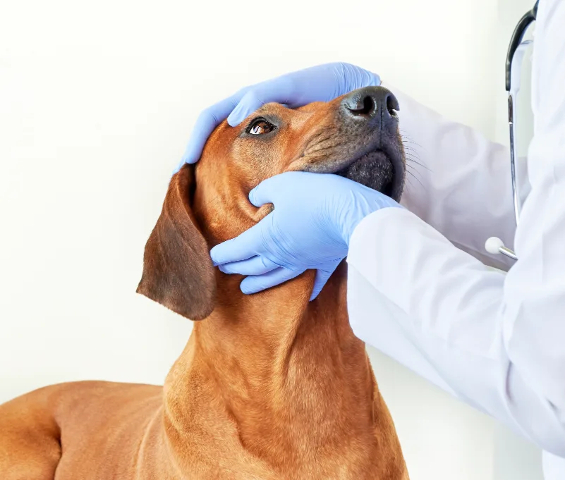veterinary hospital near me