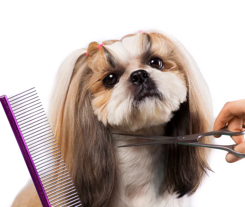 pet grooming near me