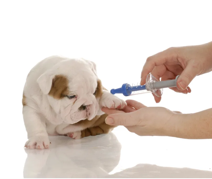 dog hospital near me Pet dog cat vaccinations