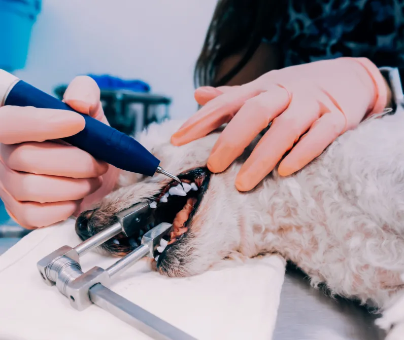 pets hospital near me near me
