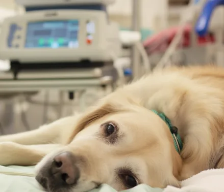 pet clinic near me