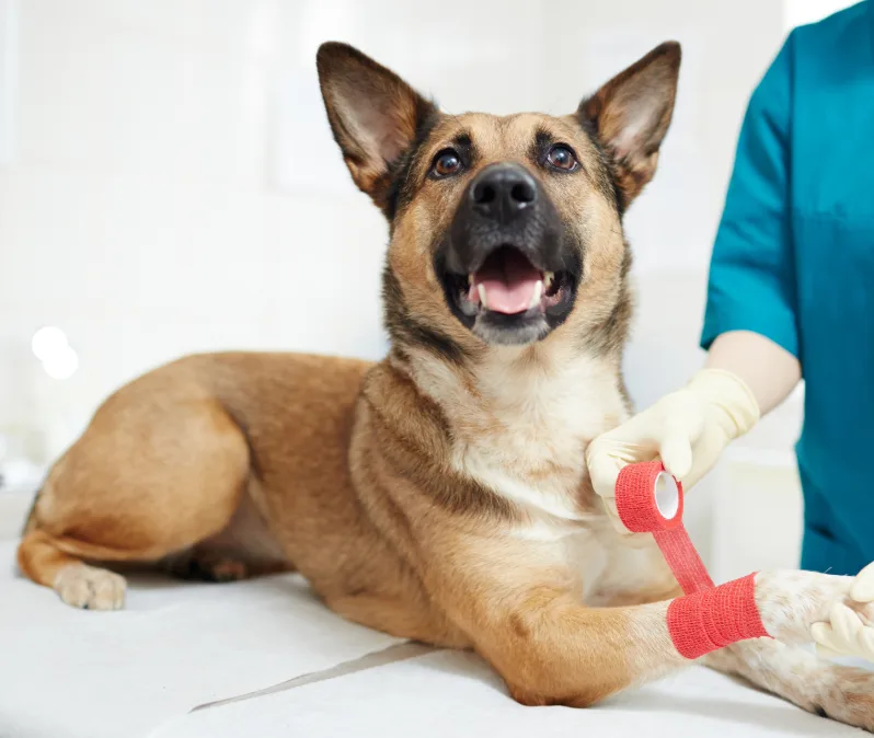 veterinary hospital near me
