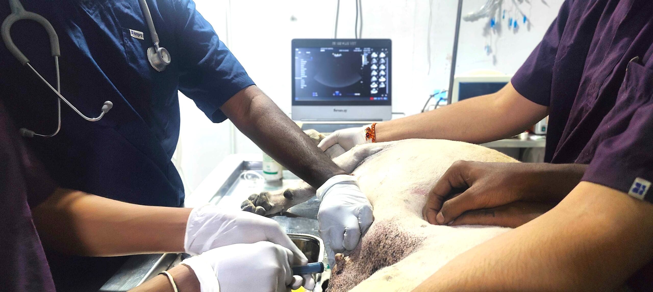 Veterinary team performing ultrasound-guided ascites tapping on a dog during an emergency procedure.