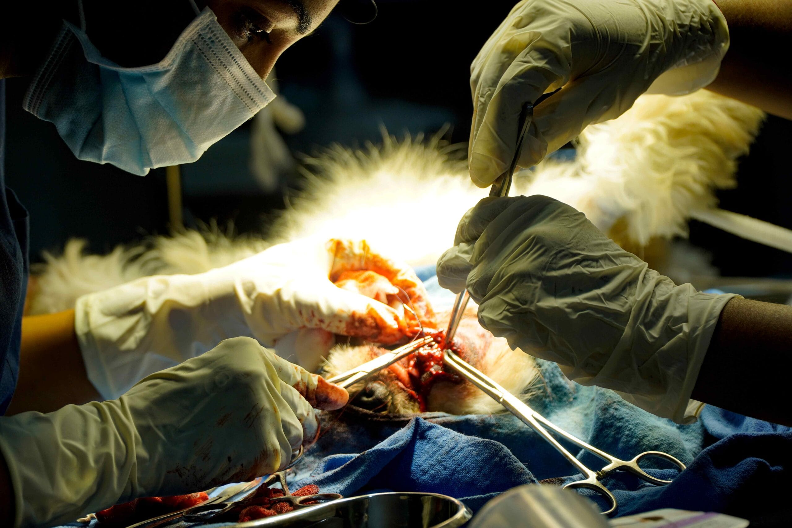 Close-up of veterinarians performing delicate eye surgery on a dog using precision surgical instruments.