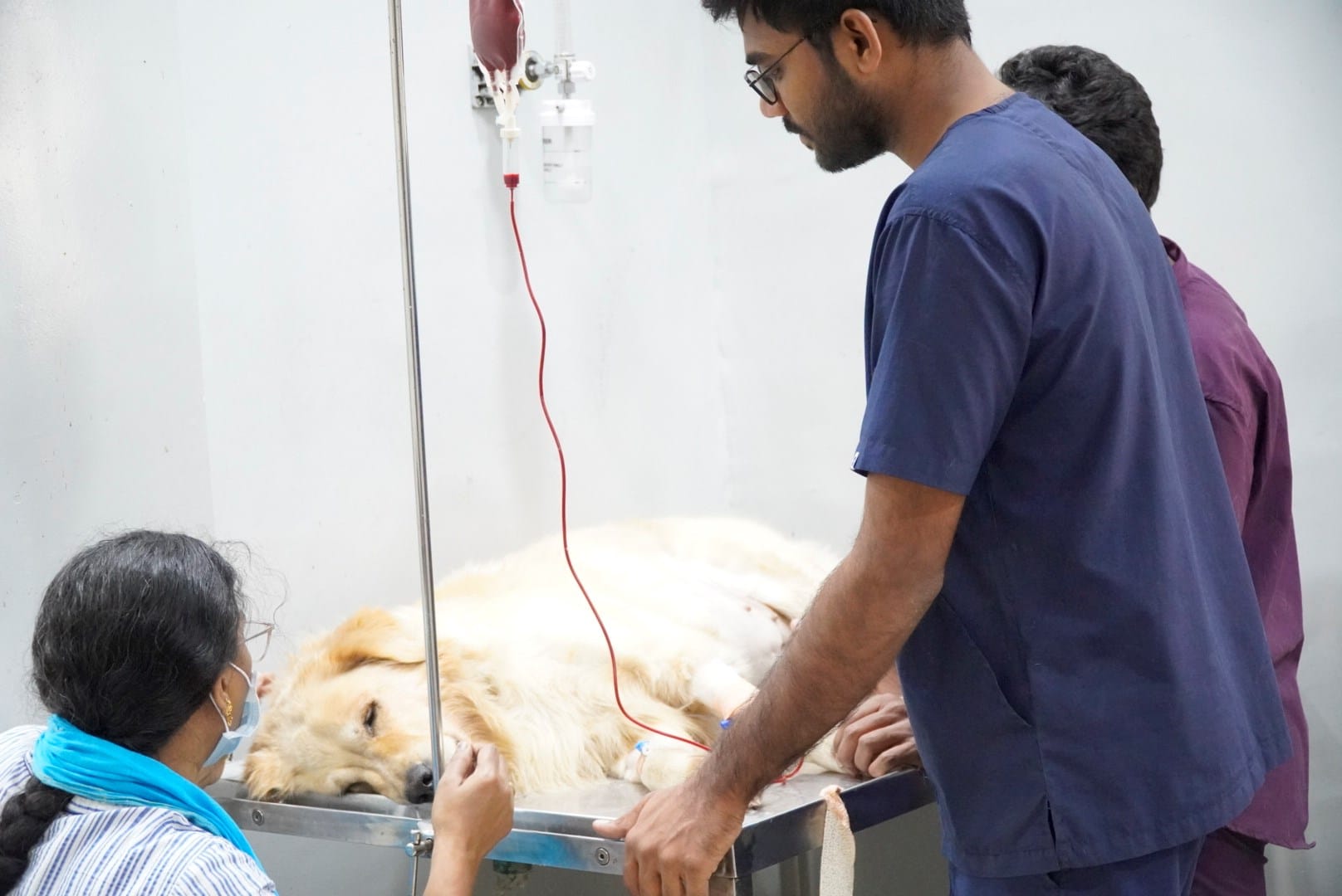 Veterinary team providing emergency IV treatment to a Golden Retriever with the pet parent by its side.