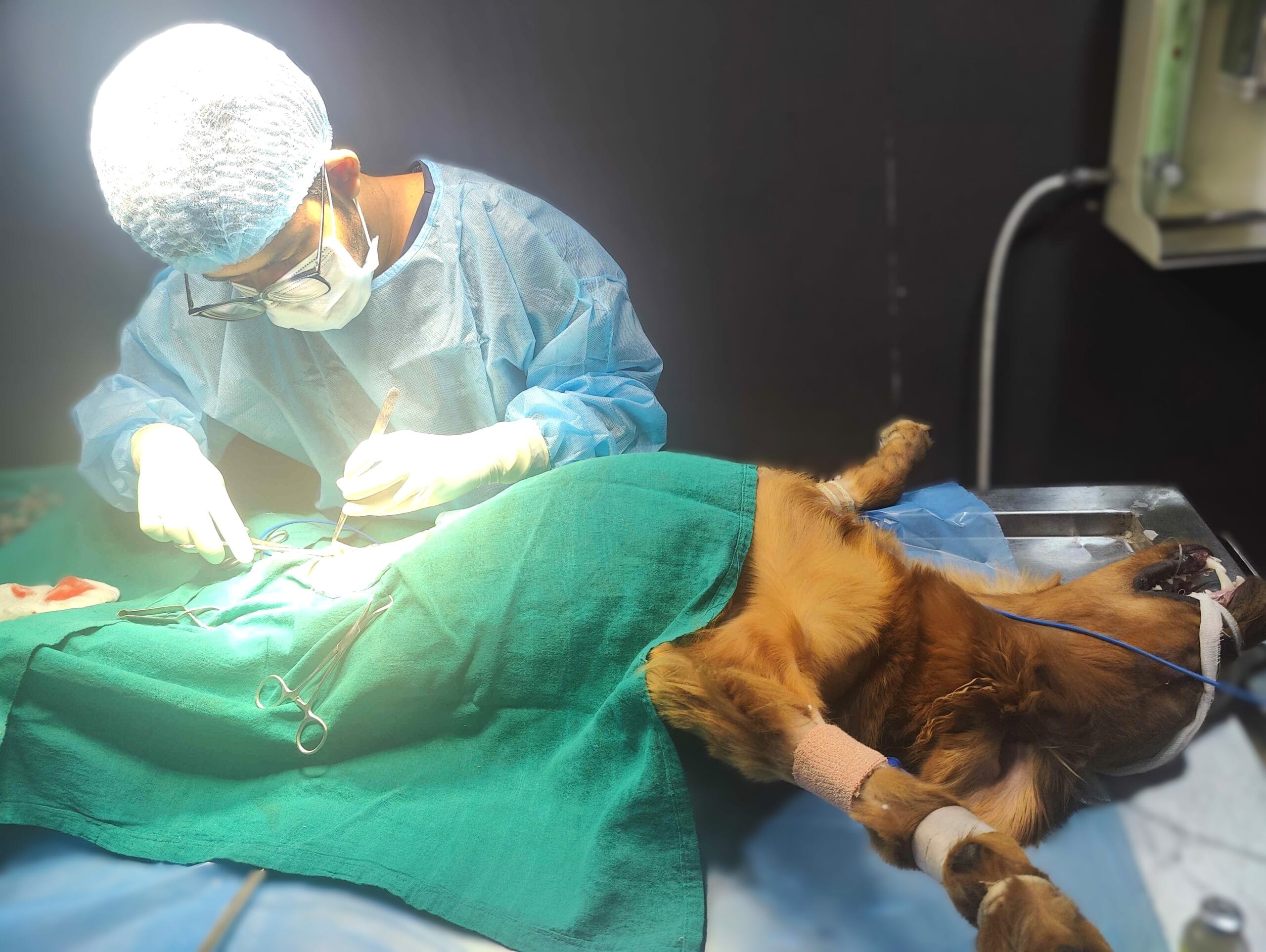 “Veterinary surgeon performing life-saving emergency surgery for a dog with GDV (bloat) under full sterile conditions.”