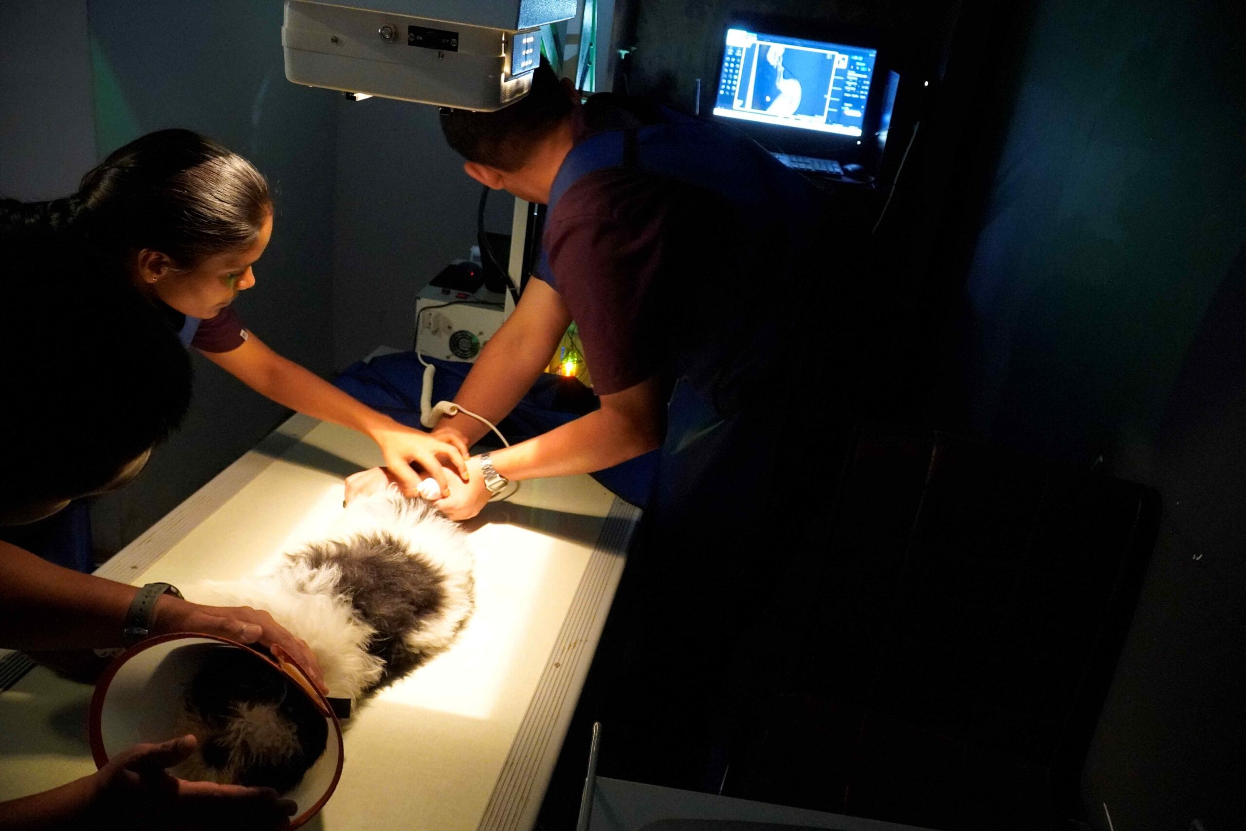 Veterinary team positioning a dog for digital X-ray imaging with real-time monitoring.