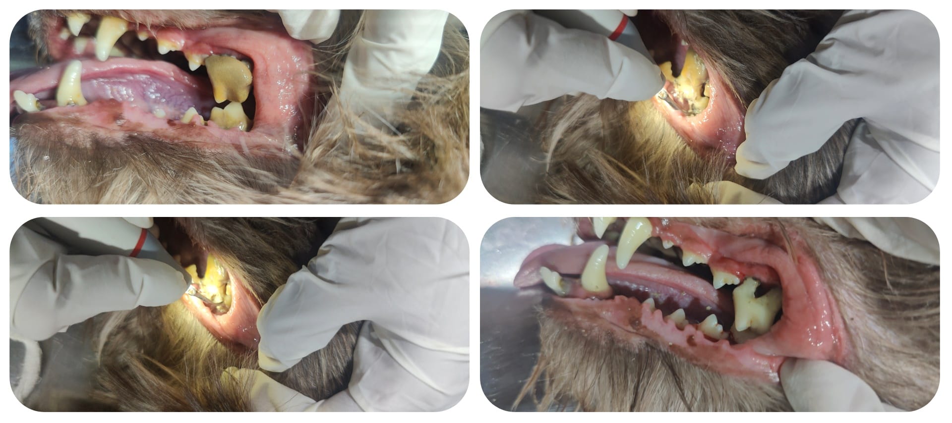 Collage showing veterinary dental scaling on a dog with tartar removal and oral cleaning.