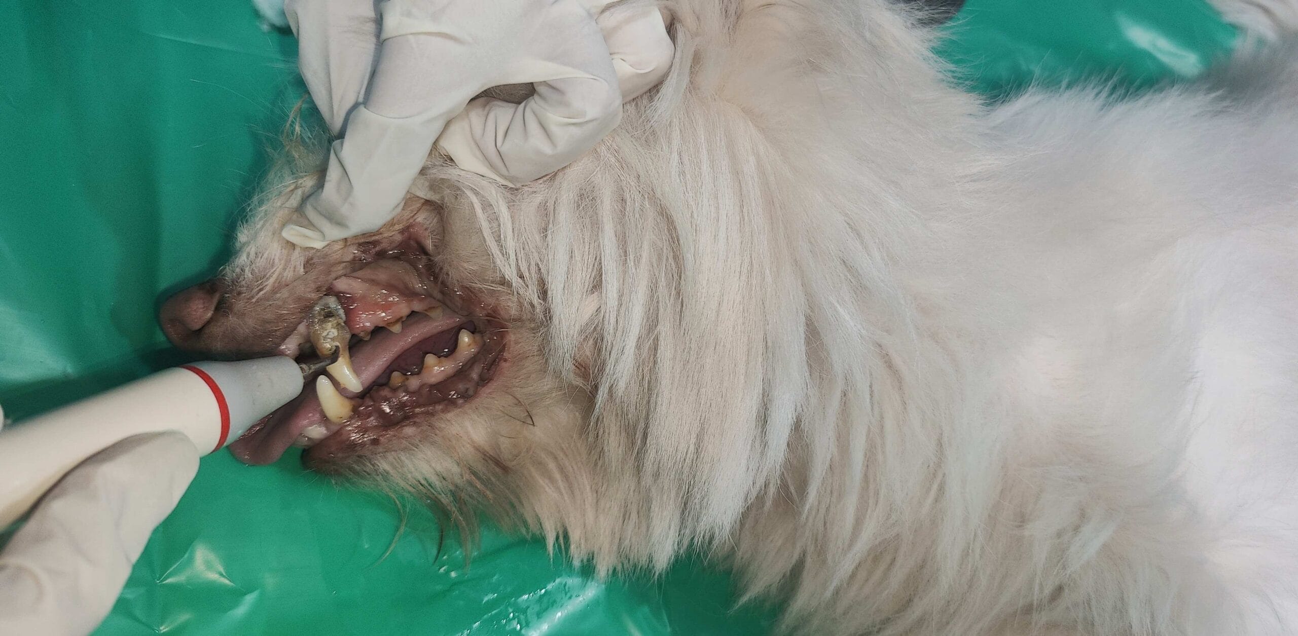 Veterinary dental scaling being performed on a dog with visible tartar buildup.